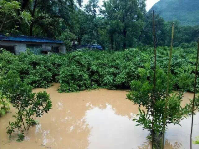 水災(zāi)后柑橘樹(shù)如何護(hù)理？